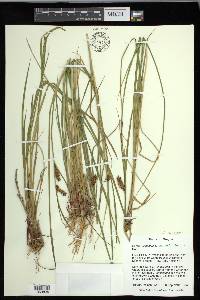 Carex exsiccata image