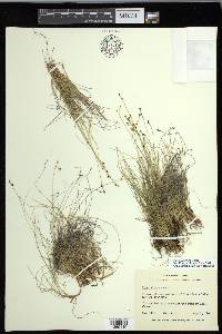 Carex eburnea image