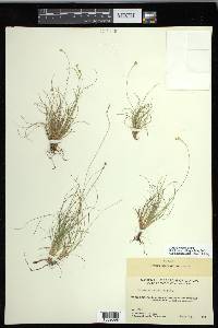 Carex eburnea image