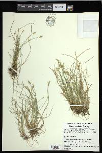Carex echinata image