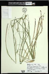 Carex festucacea image