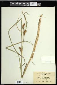 Carex exsiccata image