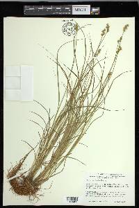 Carex echinata image