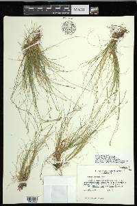 Carex eburnea image