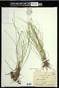 Carex echinata subsp. echinata image