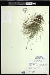 Carex eburnea image