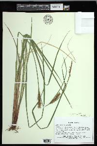 Carex exsiccata image