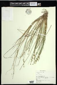 Carex echinata image