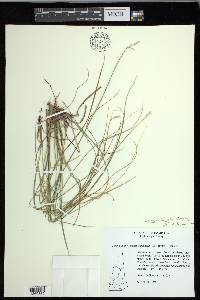 Carex echinata image