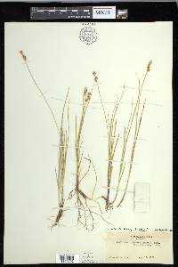 Carex echinata image