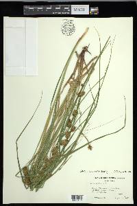 Carex exsiccata image