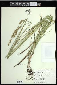 Carex festucacea image