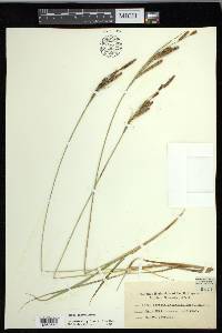 Carex emoryi image