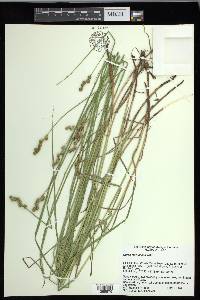 Carex festucacea image