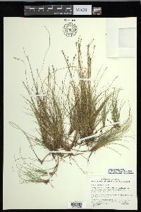 Carex eburnea image