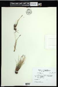 Carex elynoides image