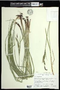 Carex emoryi image