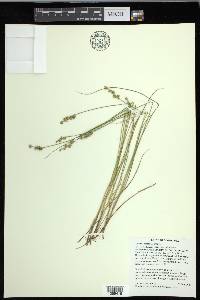 Carex echinata image