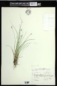 Carex echinata image