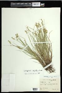 Carex echinata image