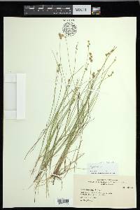 Carex echinata image