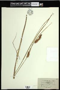 Carex exsiccata image