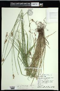 Carex festucacea image