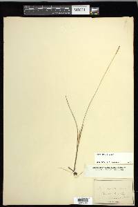 Carex exilis image