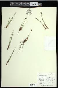 Carex elynoides image