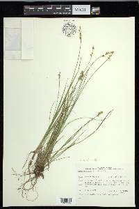 Carex echinata image