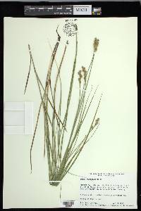 Carex festucacea image