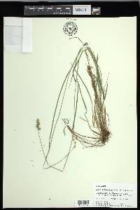 Carex festucacea image