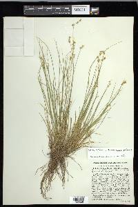 Carex echinata image