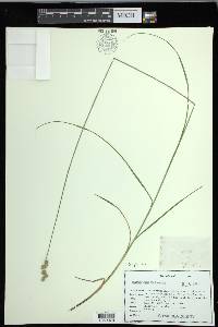 Carex festucacea image