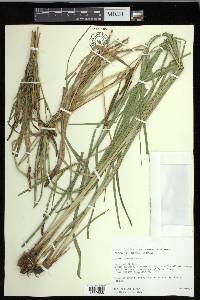 Carex emoryi image