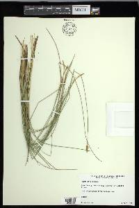 Carex exilis image