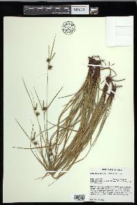 Carex elliottii image