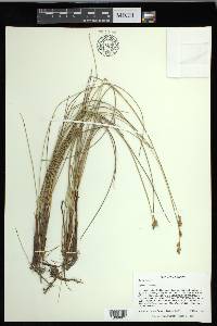 Carex exilis image