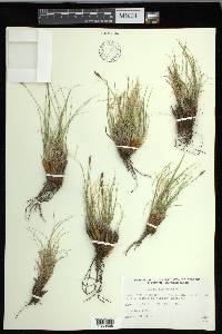 Carex elynoides image