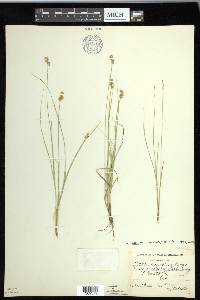 Carex echinata image