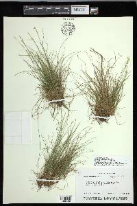 Carex eburnea image