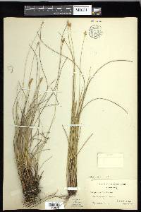 Carex exilis image