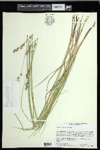 Carex festucacea image