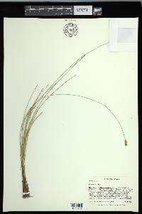 Carex exilis image