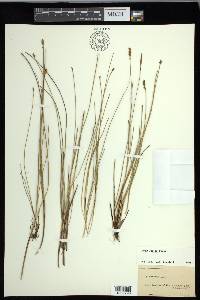 Carex exilis image