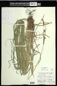 Carex emoryi image