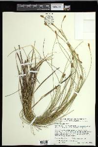 Carex exilis image