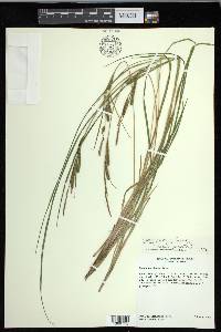 Carex emoryi image