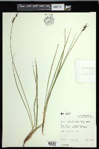 Carex eleusinoides image