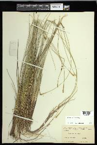 Carex exilis image